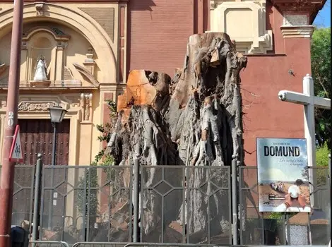El ficus de San Jacinto, tras la tala | MJF