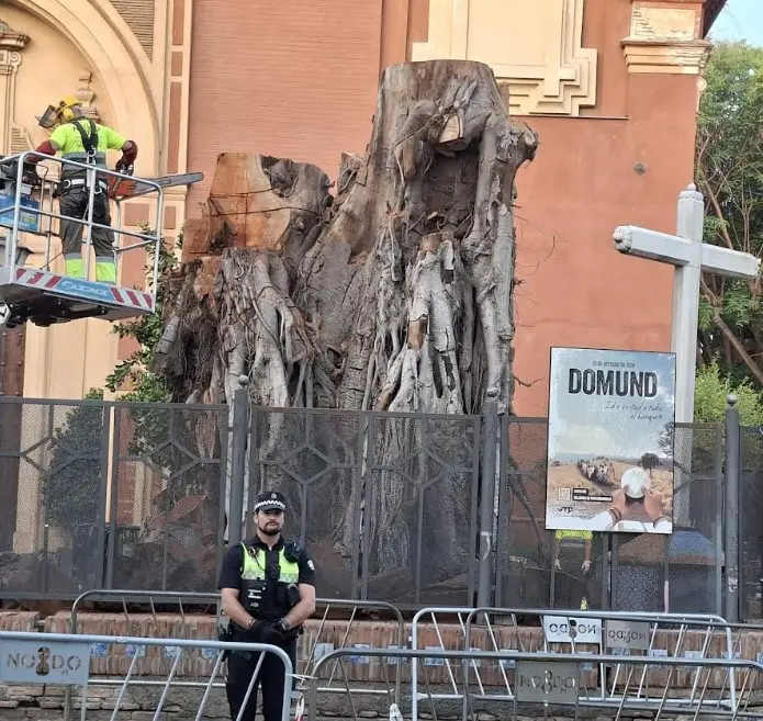Tala del Ficus de San Jacinto | MJF