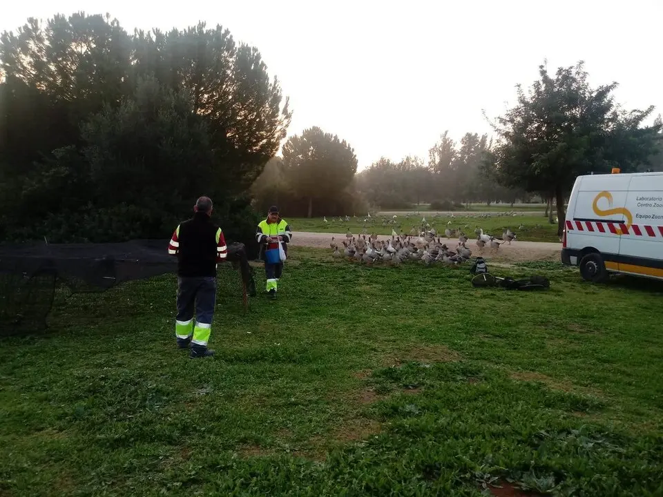  Gansos en el parque Tamarguillo.<br>- AYUNTAMIENTO DE SEVILLA 