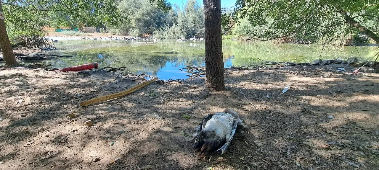  Uno de los gansos muertos en el Parque del Tamarguillo. - EaA 