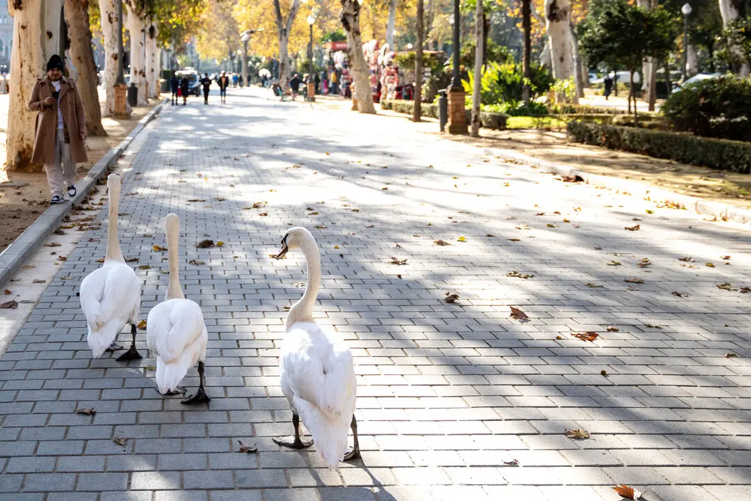  Tres cisnes pasean por los alrededores de la Plaza de Espa&ntilde;a, en el entorno del Parque de Maria Luisa, para regocijo de los turistas que se encontraban visitando el monumento a 12 de enero del 2023 en Sevilla (Espa&ntilde;a) | Eduardo Briones / Europa Press 
