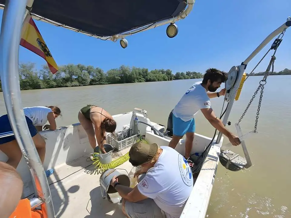  Un estudio detecta mayores concentraciones de metales en el estuario del Guadalquivir, con impacto en Do&ntilde;ana. | EP. 