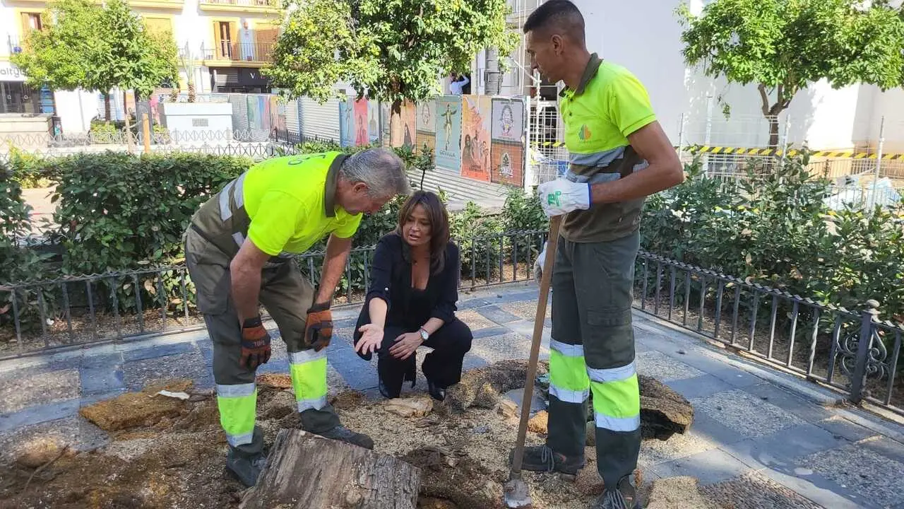  La delegada de parques y jardines del Ayuntamiento de Sevilla, Evelia Rinc&oacute;n, en las actuaciones en la Plaza de la Concordia | AYUNTAMIENTO SEVILLA 