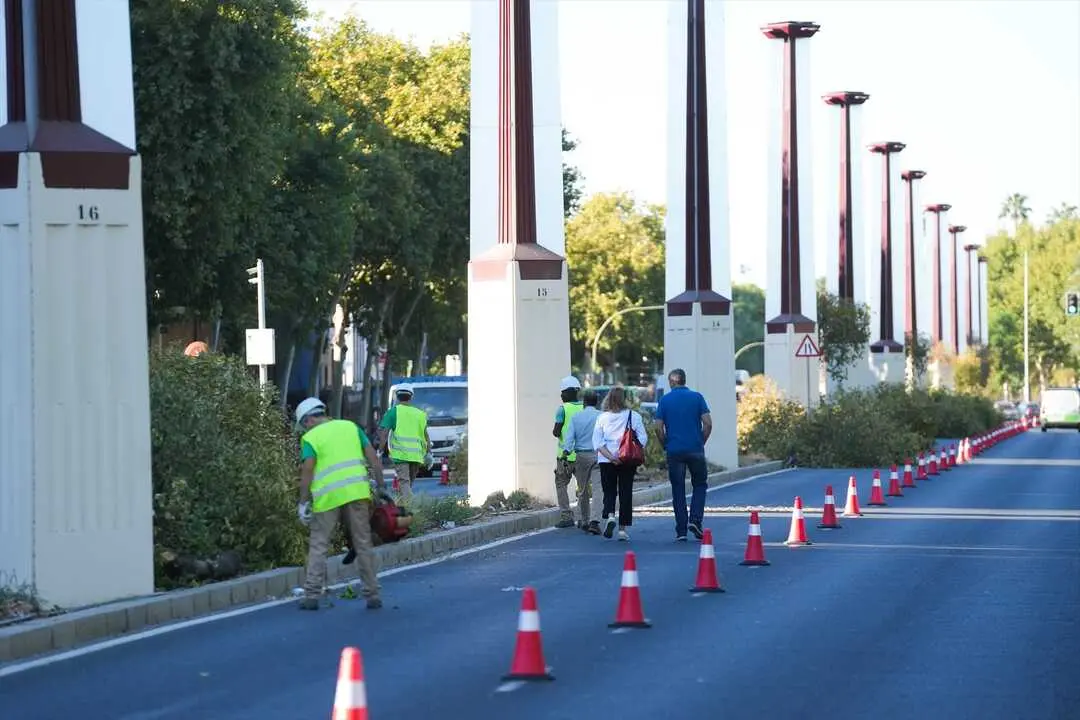  Comienza la sustituci&oacute;n de un centenar de &aacute;rboles "decr&eacute;pitos" en la mediana de Torneo | E.P. 