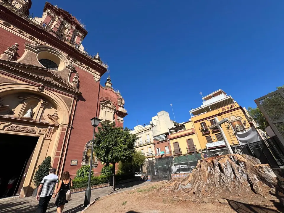  El toc&oacute;n del ficus de San Jacinto. | Archivo 