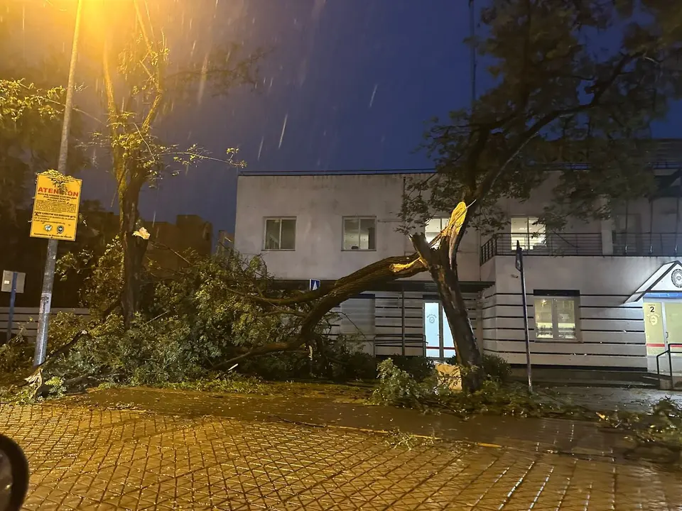  &Aacute;rbol ca&iacute;do en Mairena del Aljarafe. | LG 