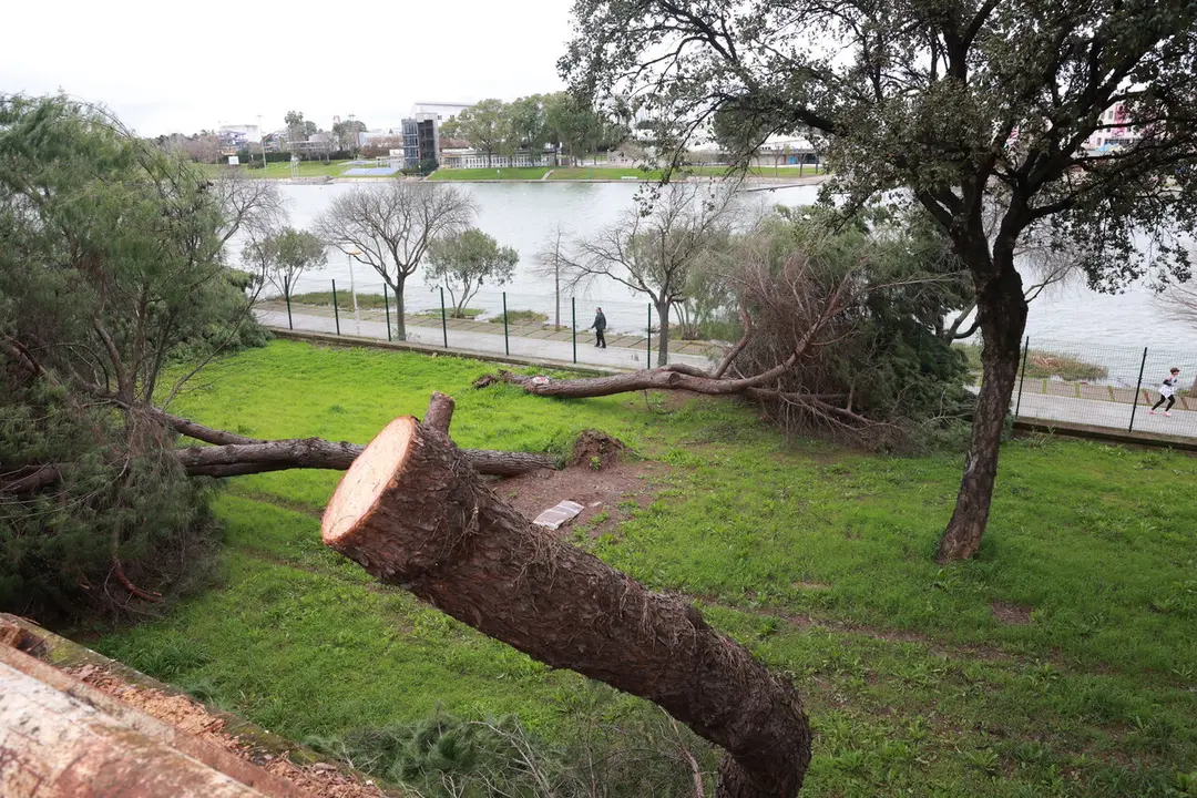  Restos de &aacute;rboles junto al paseo Juan Carlos I. | EP 