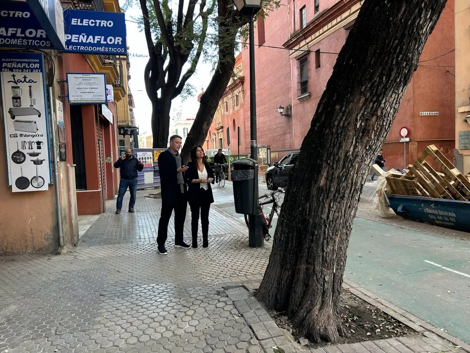  Una de las tipuanas que ser&aacute;n apeadas en Triana, en San Jacinto. | AYTO 