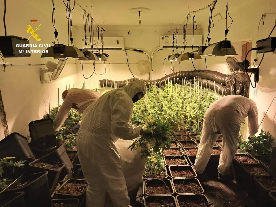  La plantaci&oacute;n desmantelada. | DGGC 