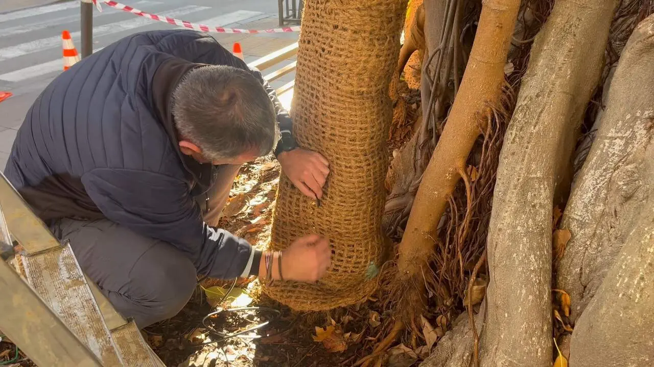 Trabajos en ficus en Sevilla |&nbsp;AYTO DE SEVILLA 