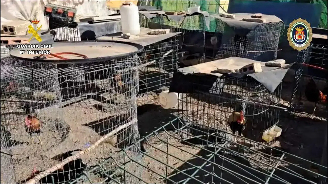 Asentamiento ilegal para gallos de pelea en El Vacie | EP