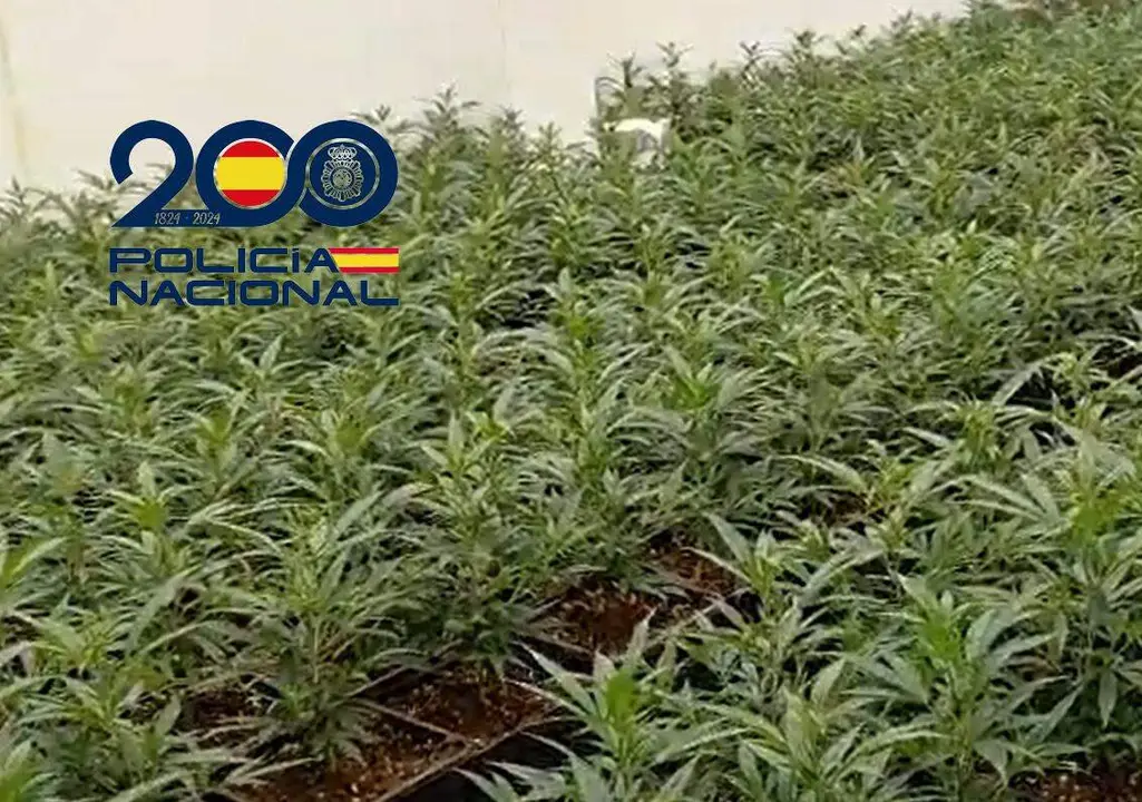  Una de las plantaciones desmanteladas. | DGP 