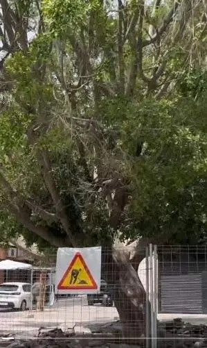  Ficus de la calle Castilla de la capital hispalense. | AYTO. 