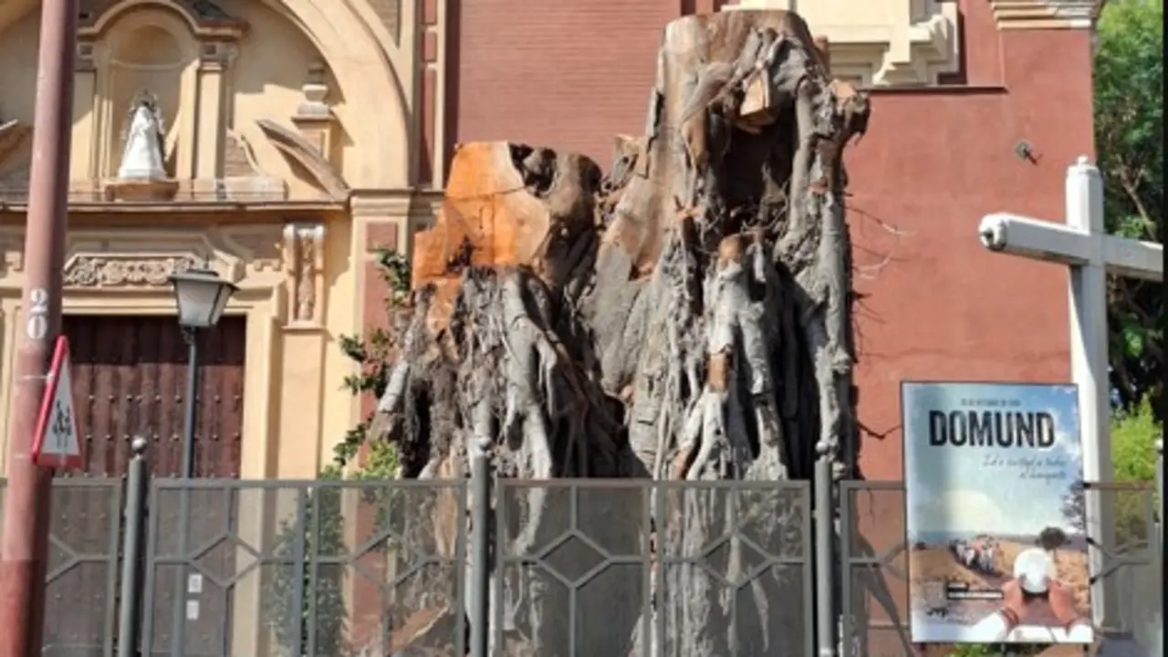 El ficus de San Jacinto, tras la tala | MJF
