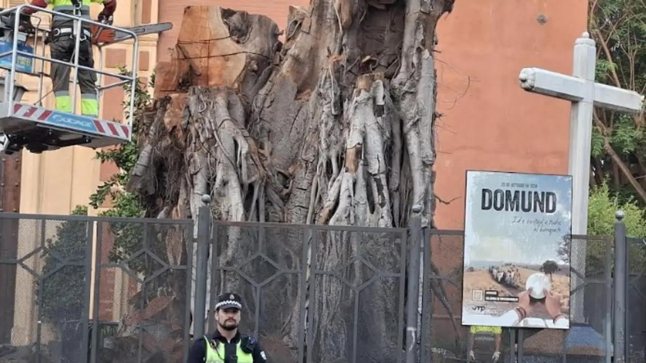 Tala del Ficus de San Jacinto | MJF