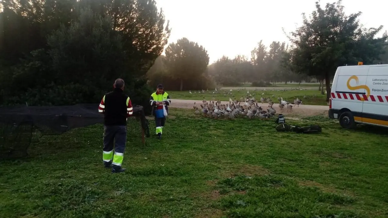  Gansos en el parque Tamarguillo.<br>- AYUNTAMIENTO DE SEVILLA 