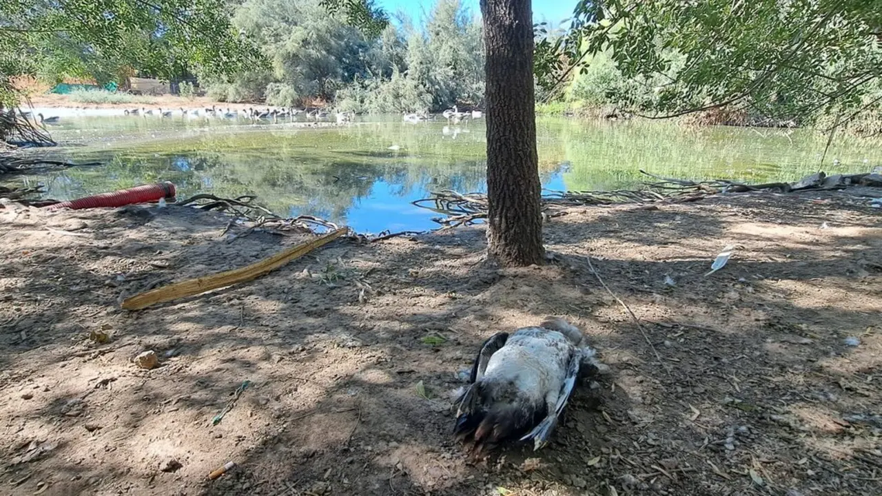  Uno de los gansos muertos en el Parque del Tamarguillo. - EaA 