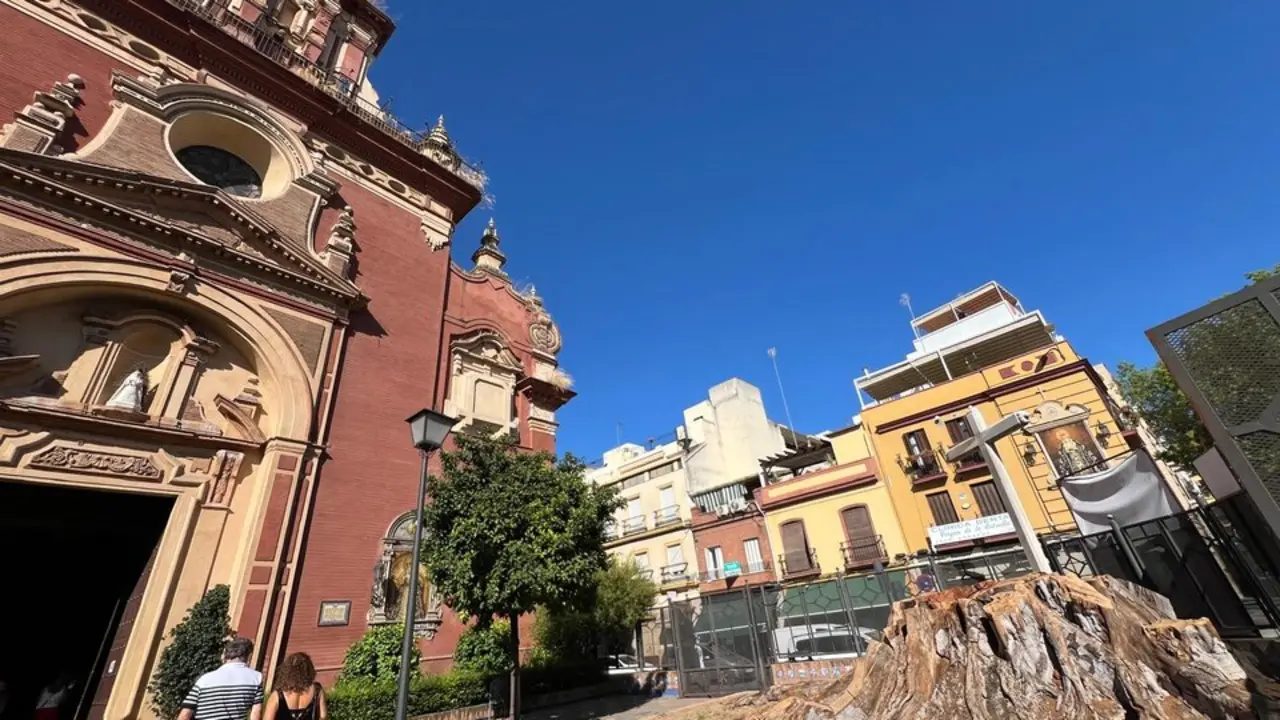  El toc&oacute;n del ficus de San Jacinto junto a la parroquia. | CT 