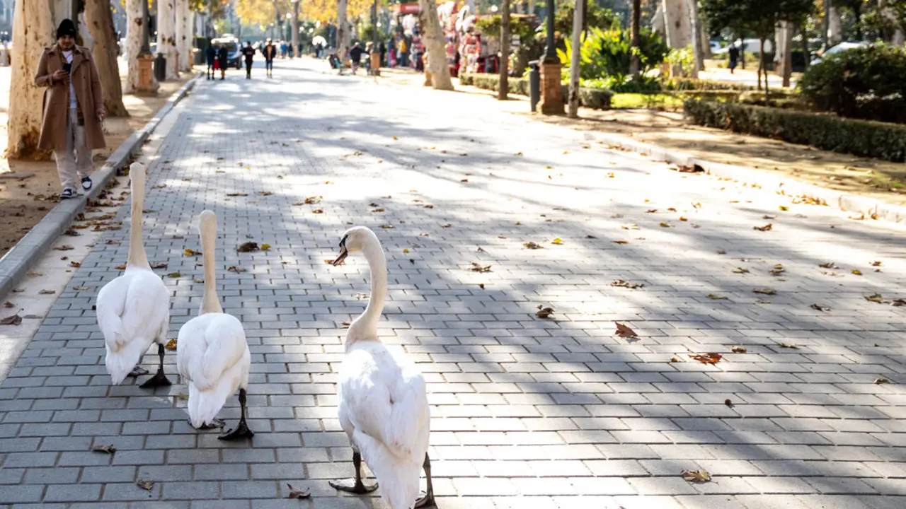  Tres cisnes pasean por los alrededores de la Plaza de Espa&ntilde;a, en el entorno del Parque de Maria Luisa, para regocijo de los turistas que se encontraban visitando el monumento a 12 de enero del 2023 en Sevilla (Espa&ntilde;a) | Eduardo Briones / Europa Press 