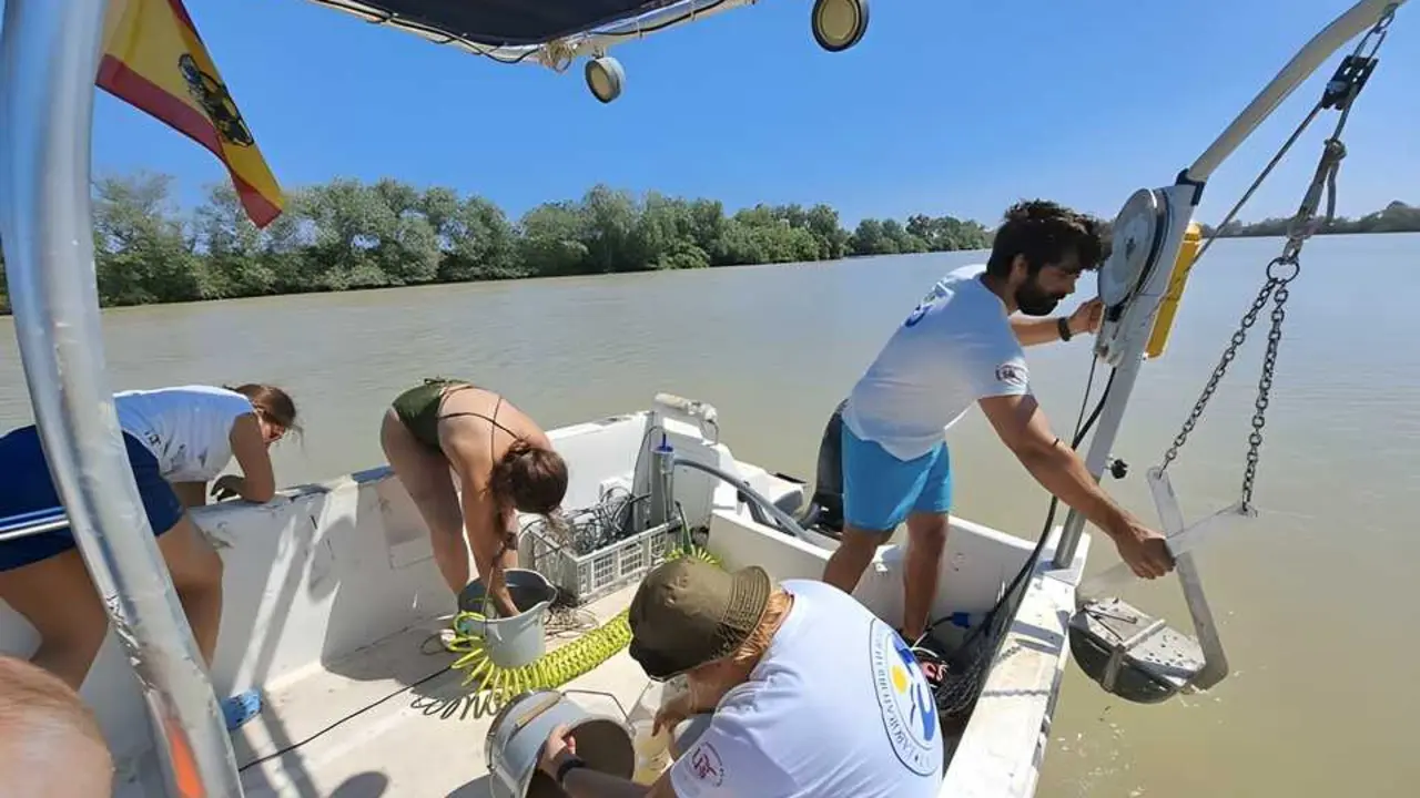  Un estudio detecta mayores concentraciones de metales en el estuario del Guadalquivir, con impacto en Do&ntilde;ana. | EP. 