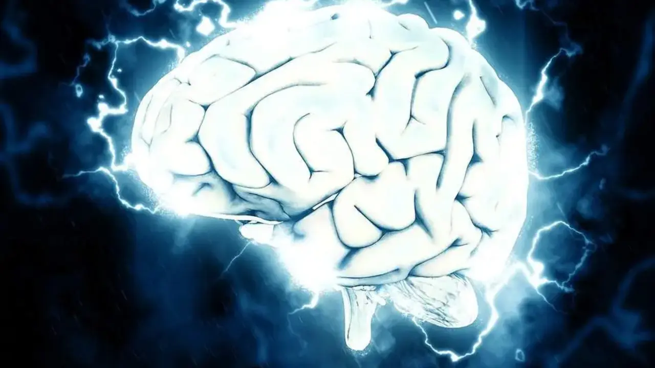 Cerebro. -