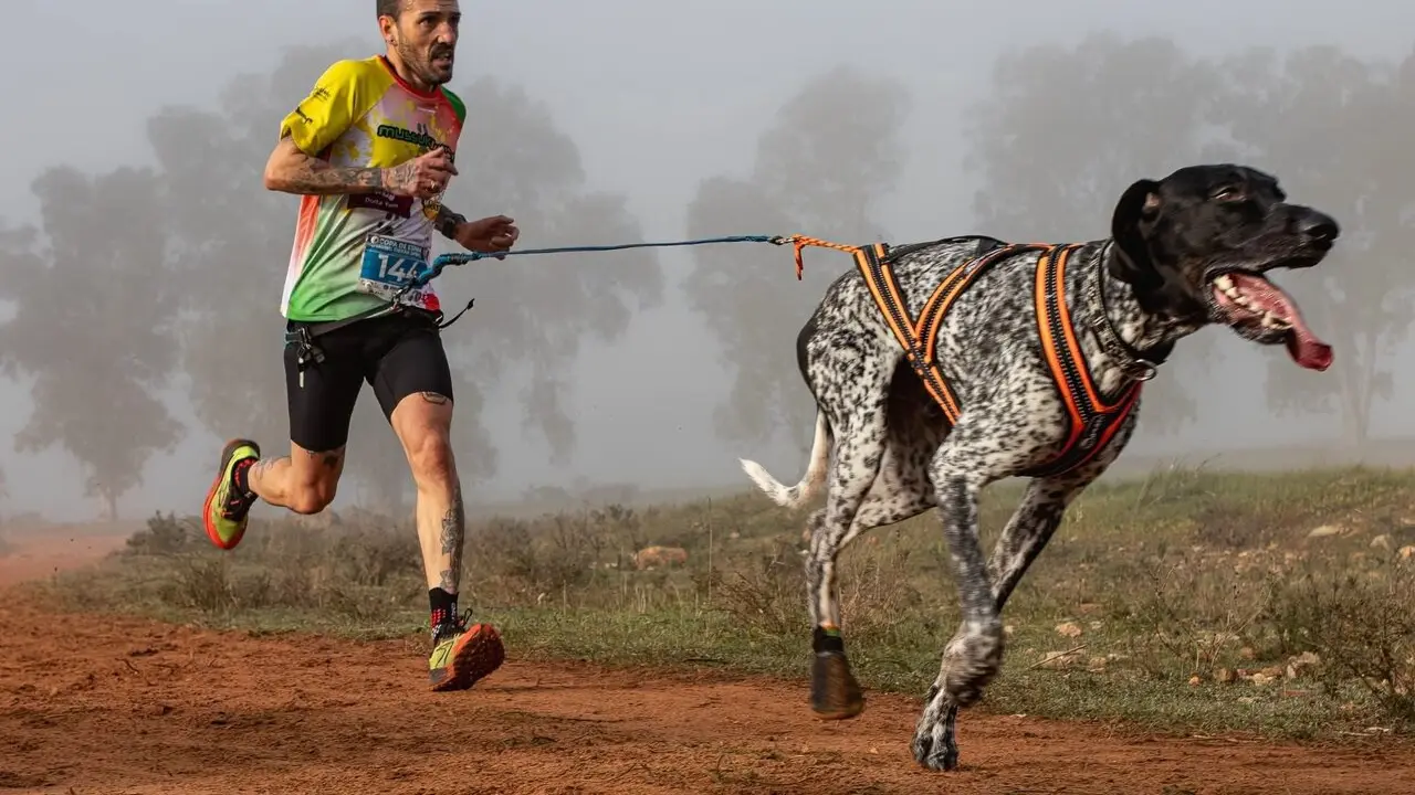  Participante en la Copa de Espa&ntilde;a de Mushing. | AYTO ALCAL&Aacute; DE GUADA&Iacute;RA. 