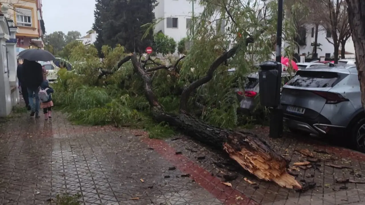  Uno de los &aacute;rboles ca&iacute;dos en Bermejales. | AYTO 