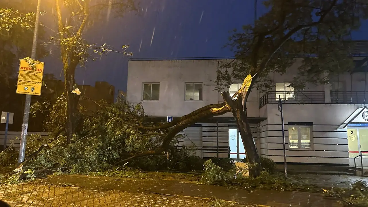  &Aacute;rbol ca&iacute;do en Mairena del Aljarafe. | LG 