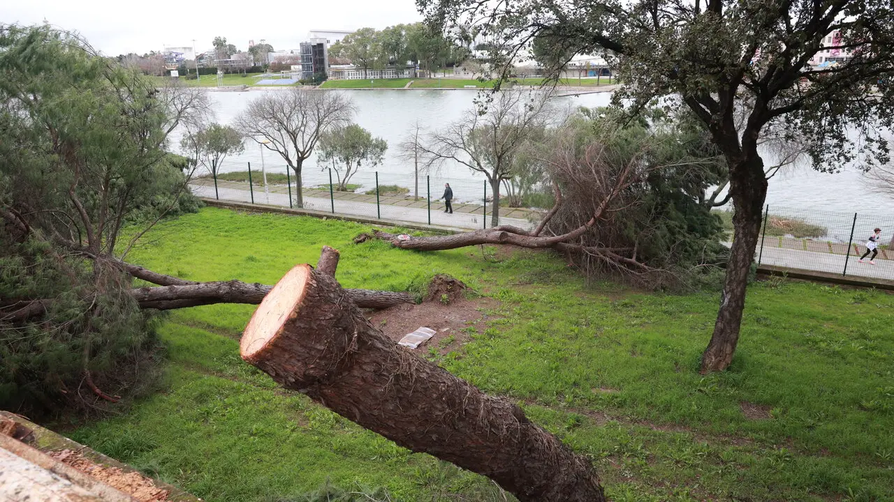  Restos de &aacute;rboles junto al paseo Juan Carlos I. | EP 