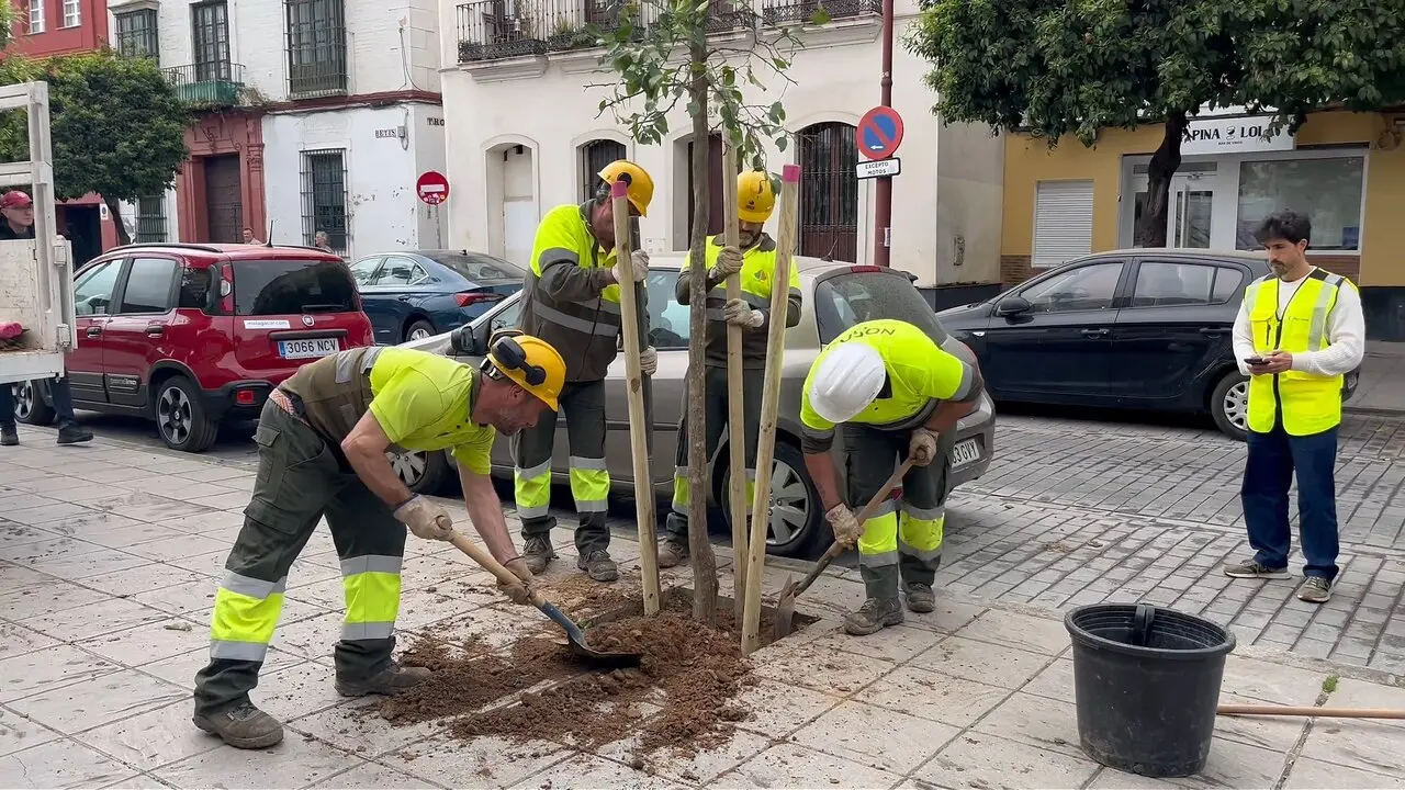  Plantaci&oacute;n de nuevos &aacute;rboles en la calle Betis del barrio de Triana en Sevilla. | AYTO 