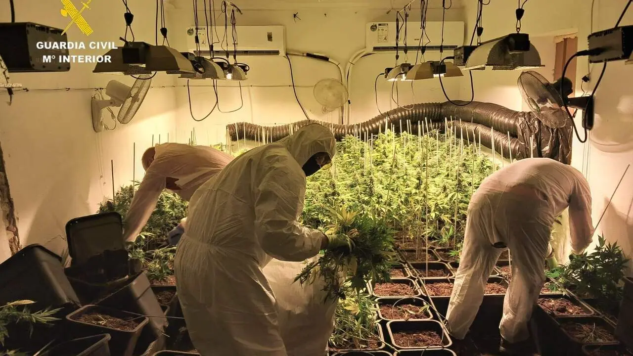  La plantaci&oacute;n desmantelada. | DGGC 