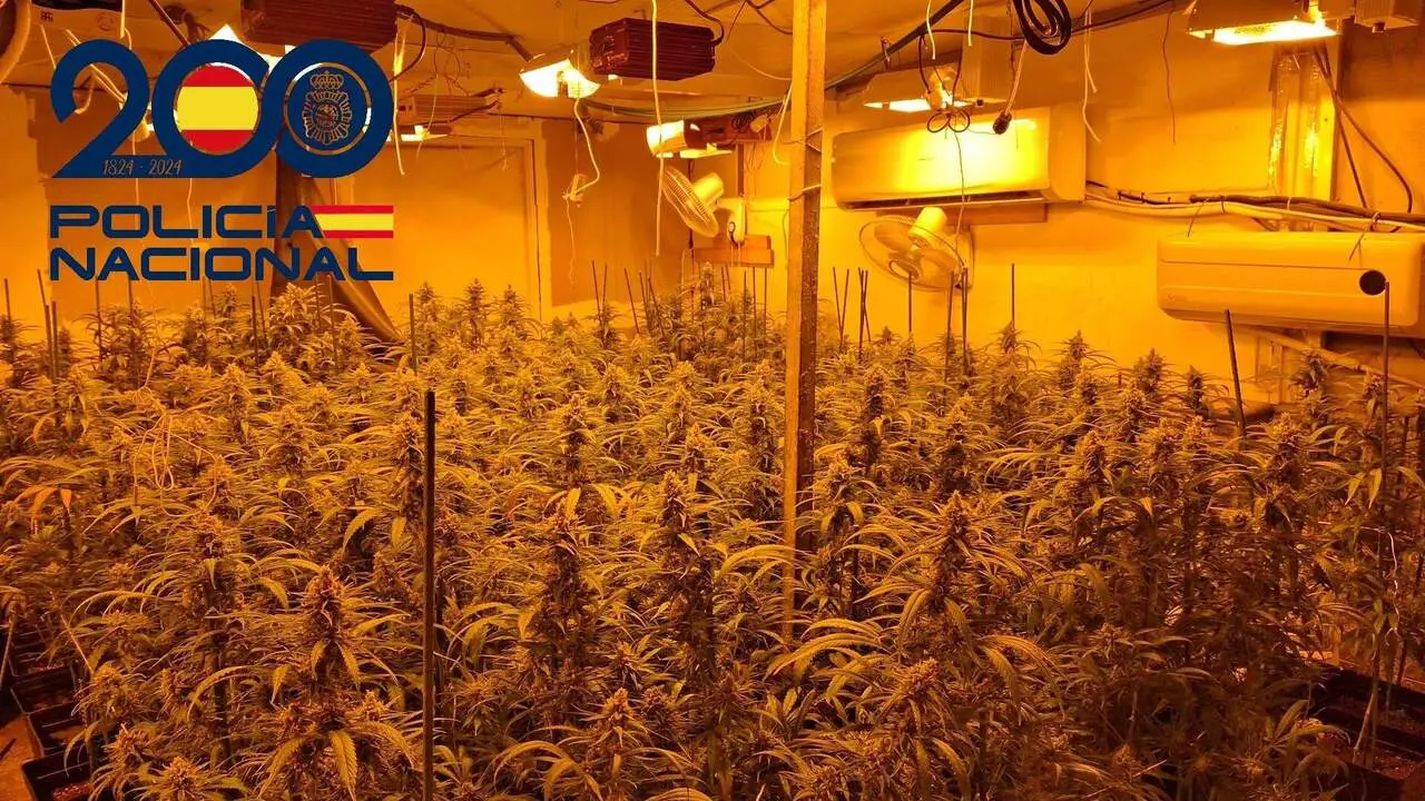  Punto de venta de marihuana detectado en Sevilla por la Polic&iacute;a Nacional 