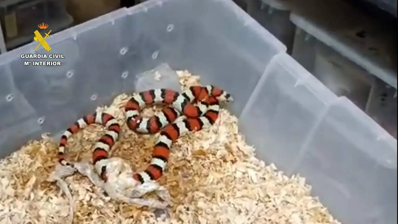  Imagen de un animal ex&oacute;tico. 
