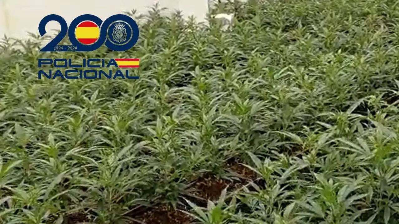  Una de las plantaciones desmanteladas. | DGP 